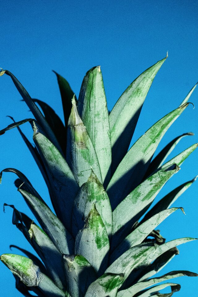Exotic leaf fruit