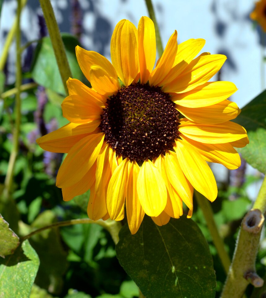 Bloom yellow flowers close up photo