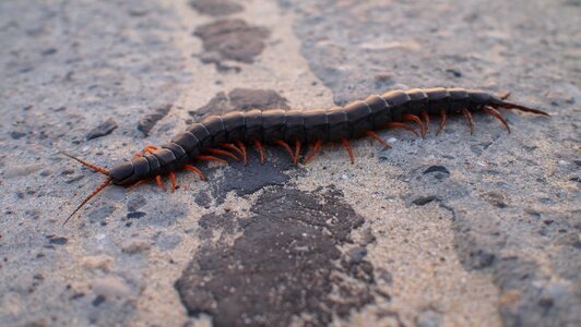 Insects home centipede asphalt