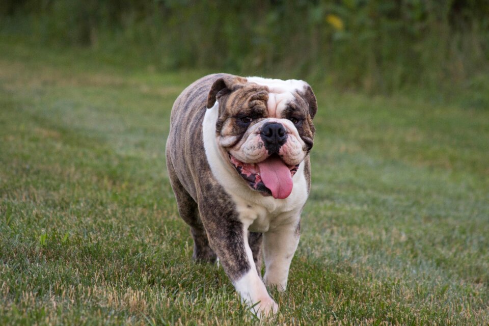Animal dog outside