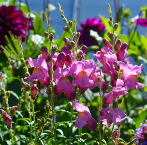 Pink pink flowers garden photo