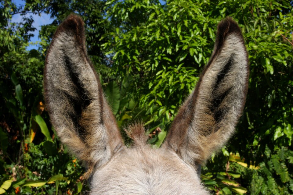 Beast of burden mammal fur