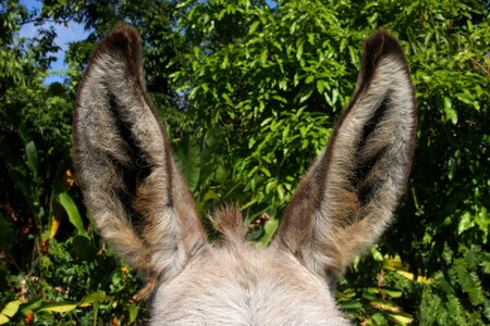 Beast of burden mammal fur