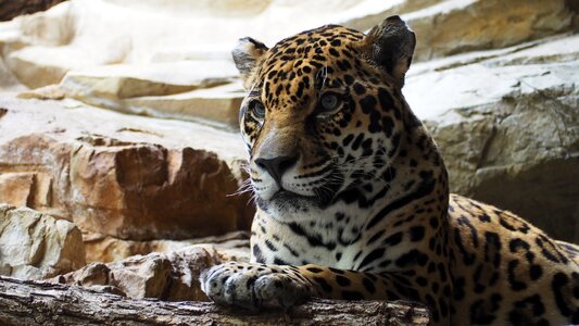 Big carnivore feline photo