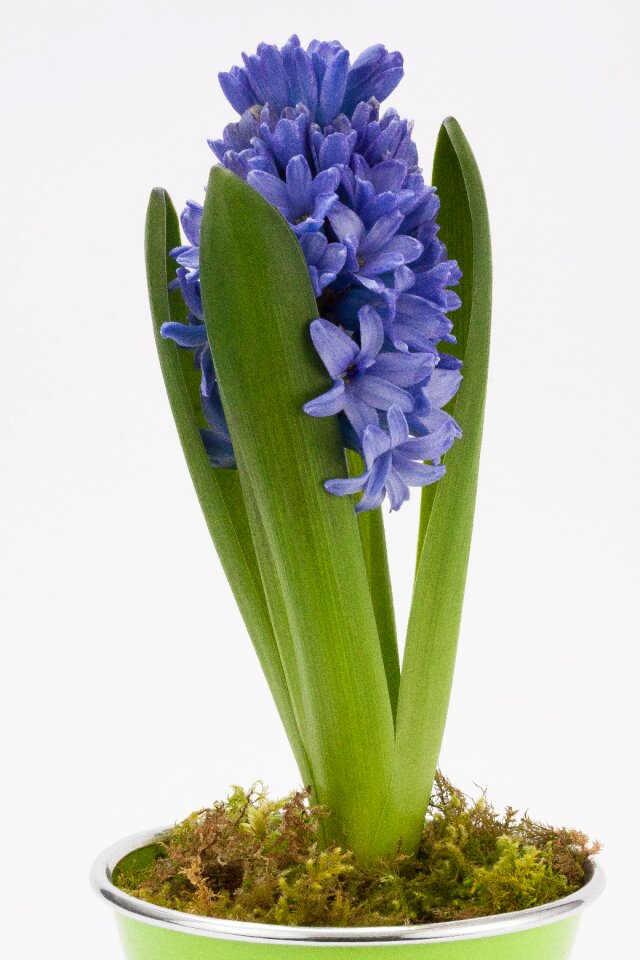 Asparagus plant flower spring