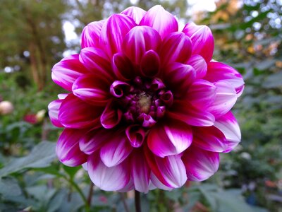 Bloom flower garden pink