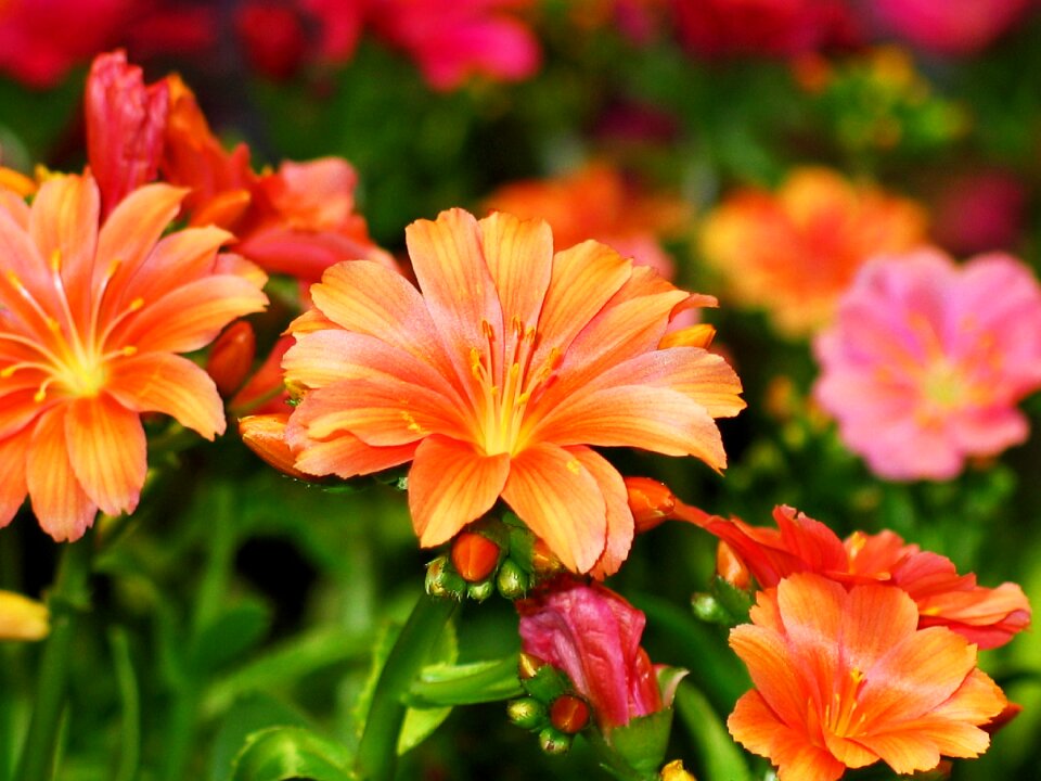 Blossom bloom summer