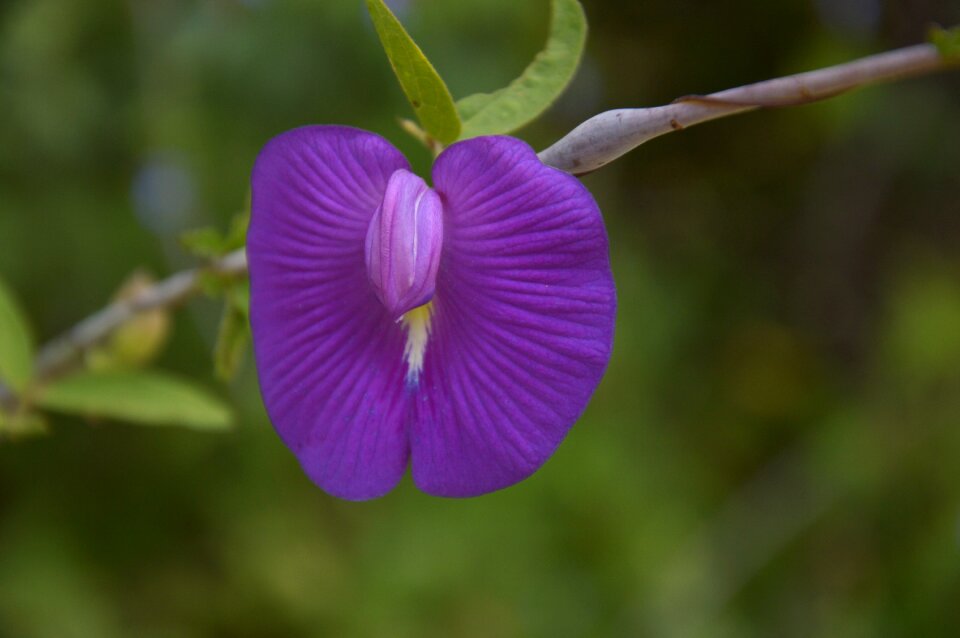 Violet rarity nature
