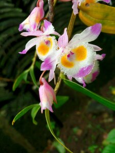 Plant ppt material dendrobium
