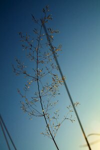 Nature grass landscape