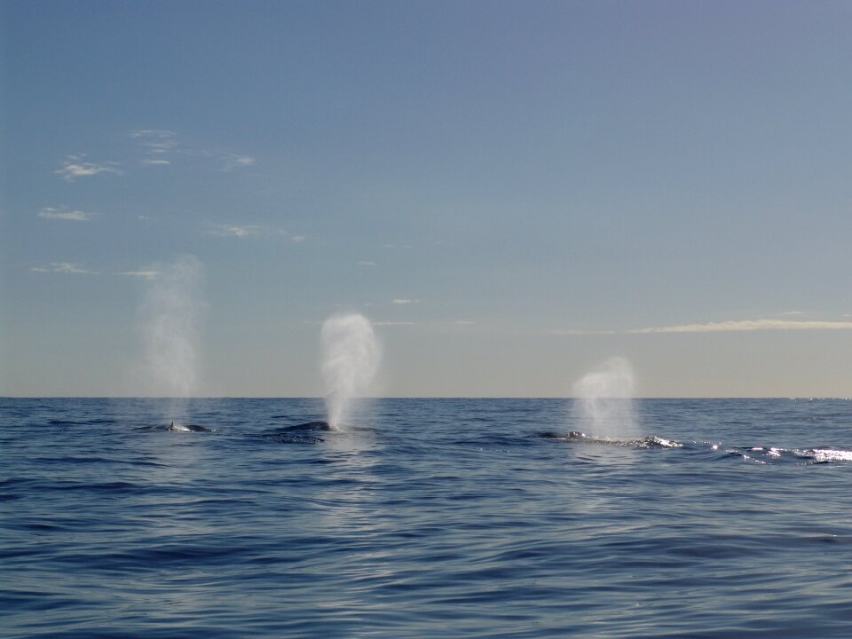 Humpback whale walatem the sea with whales