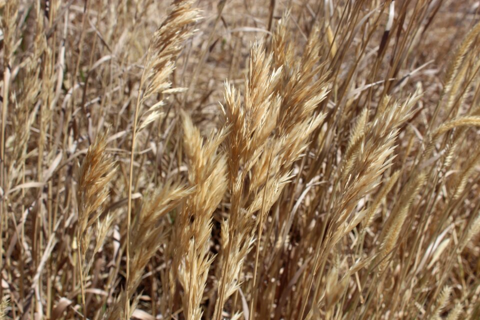 Agriculture rural field photo