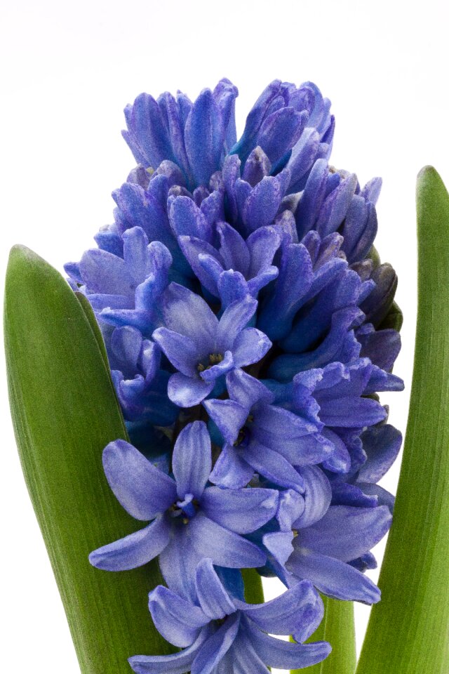 Asparagus plant flower spring
