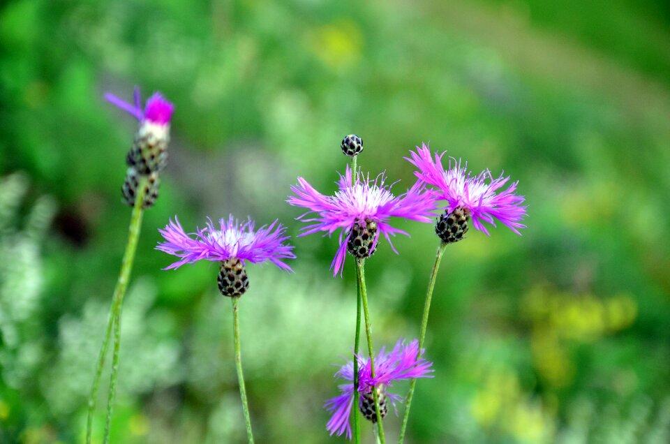 Spring flowers green turkey plant