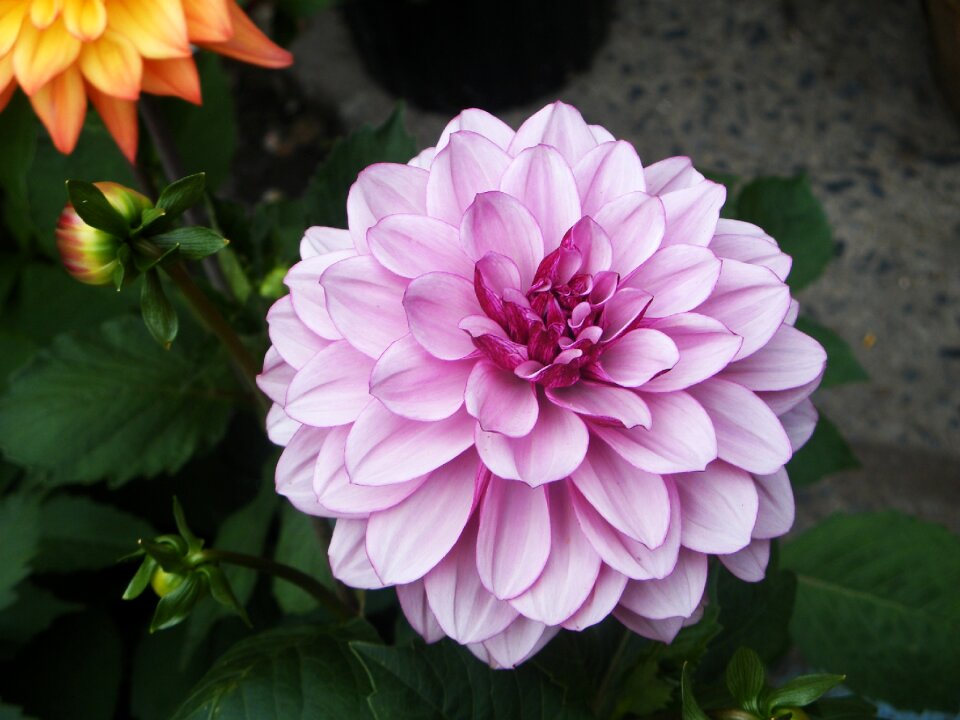 Macro nature summer