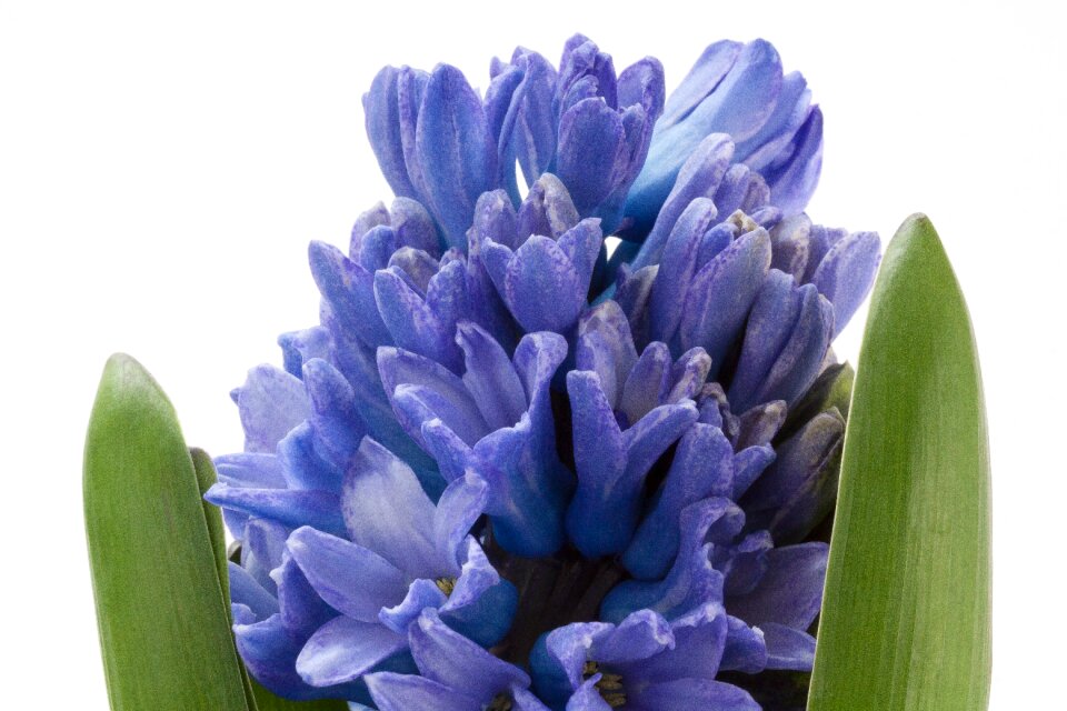 Asparagus plant flower spring
