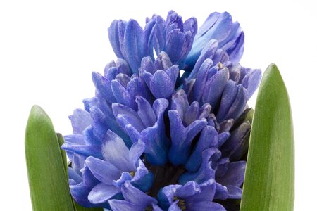 Asparagus plant flower spring photo