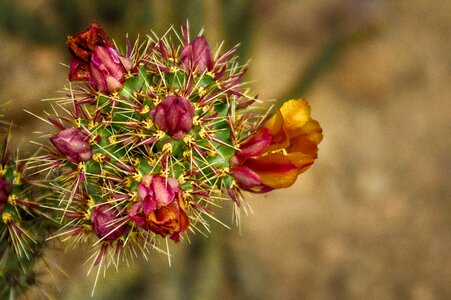 Desert arizona cacti photo