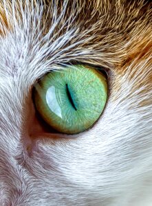 Animal close pet