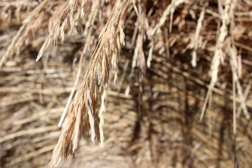 Harvest crop nature