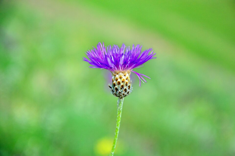 Spring flowers green turkey plant