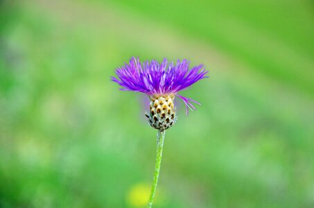 Spring flowers green turkey plant