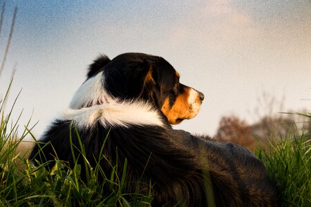 Animal meadow pet photo