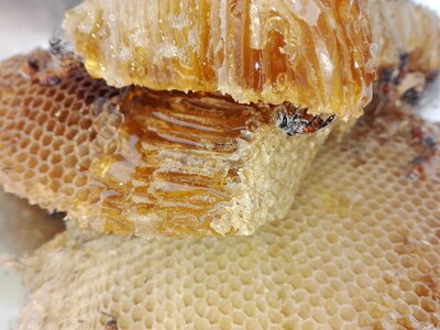 Bee brown health brown bee