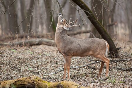 Wildlife nature male
