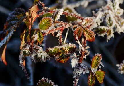 Cold winter iced photo