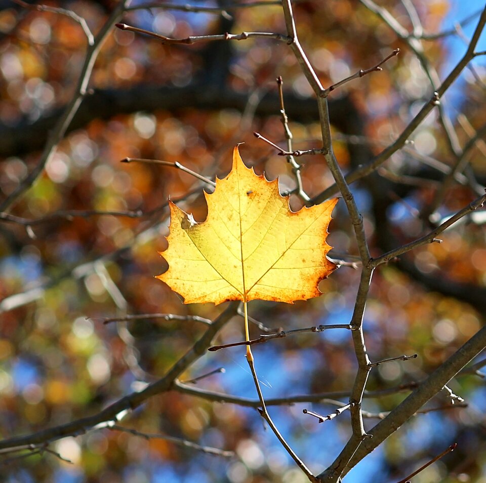 Autumn season yellow