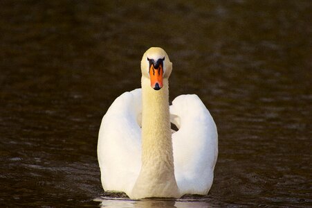Pride bird waterfowl