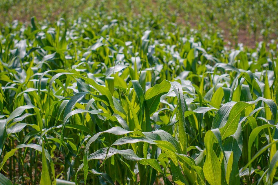 Green agriculture farm