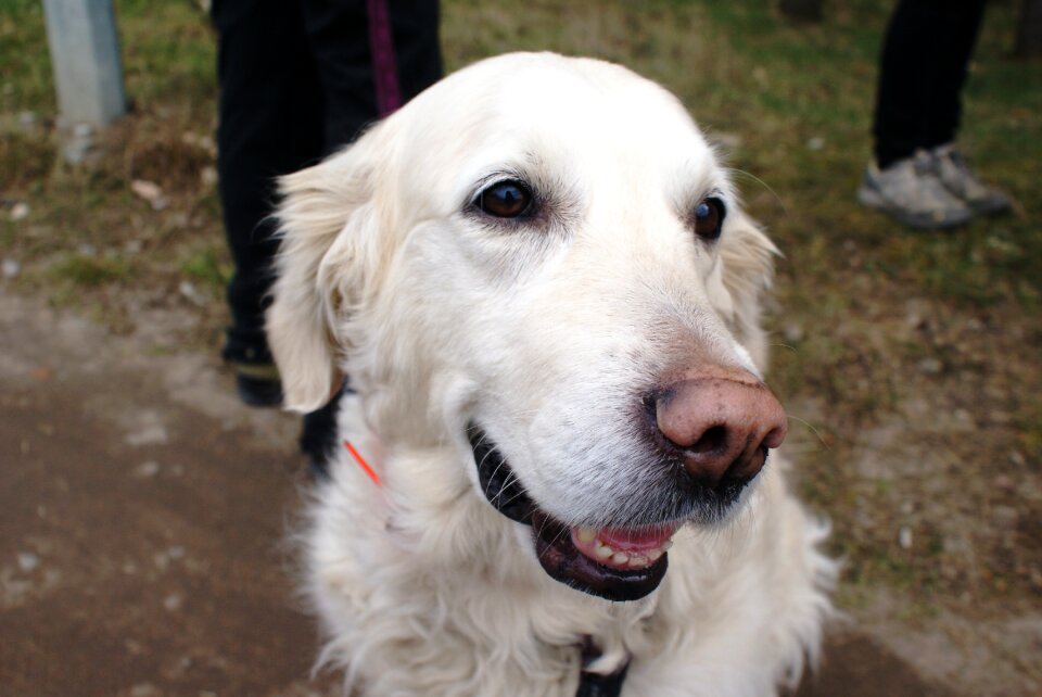Happy dog dog Free photos