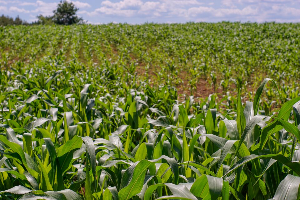 Green agriculture farm