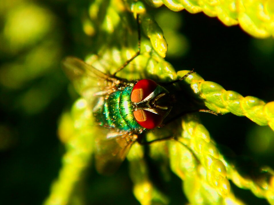 Insect close up nature