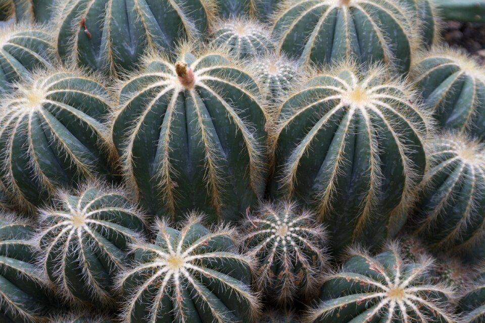 Cactus green sting