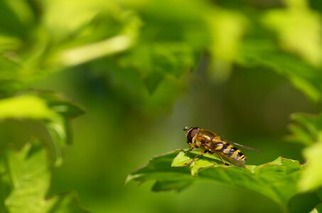 Browser spring diptera