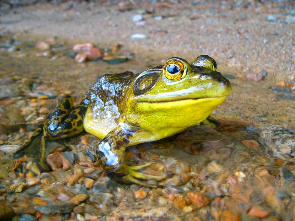 Macro outdoors wildlife