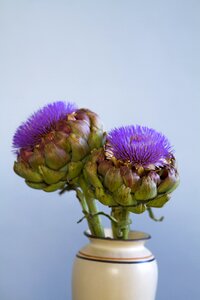 Vase still life purple