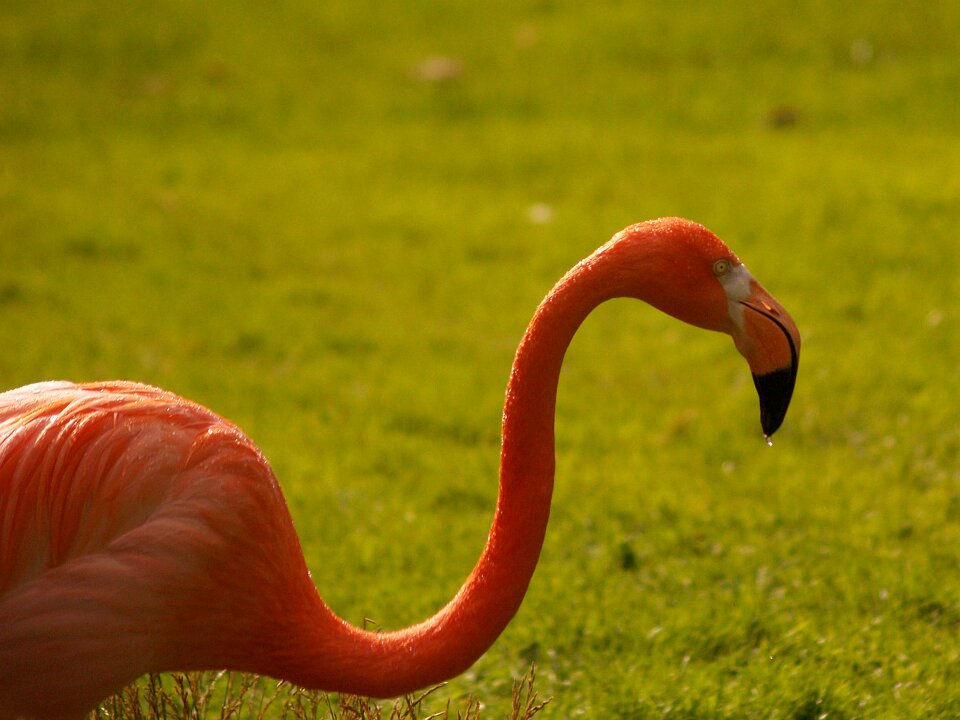 Animals animal life zoo