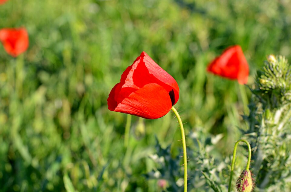 Macro spring flowers garden