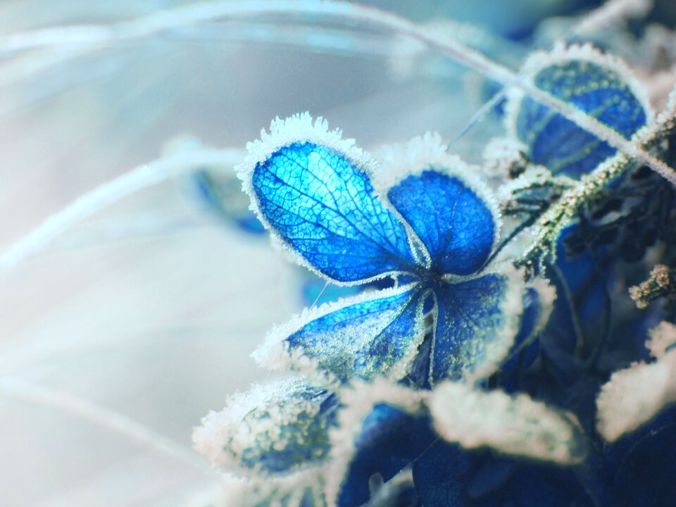 Flower the petals nature