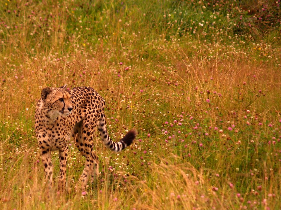 Zoo feline hunting photo