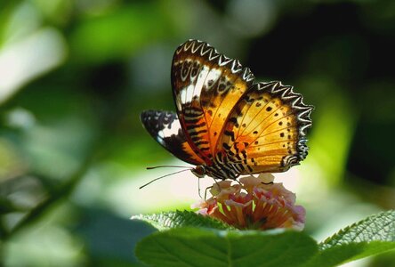 Insect animal exot