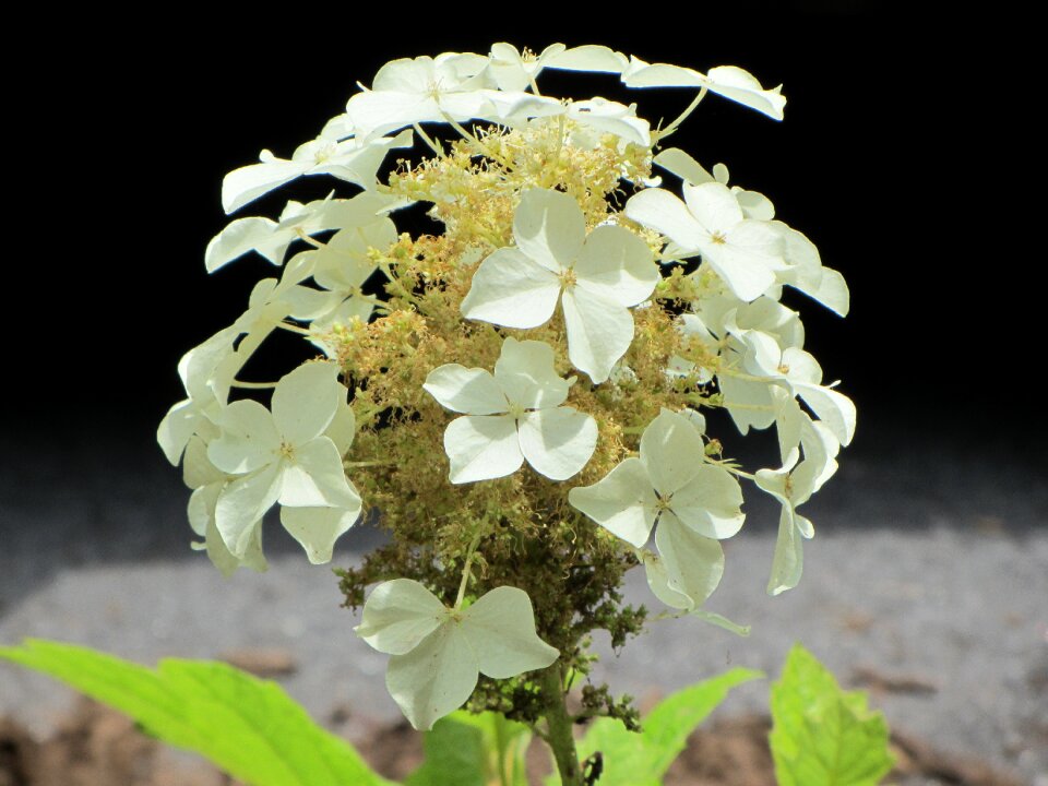 Flower white closeup