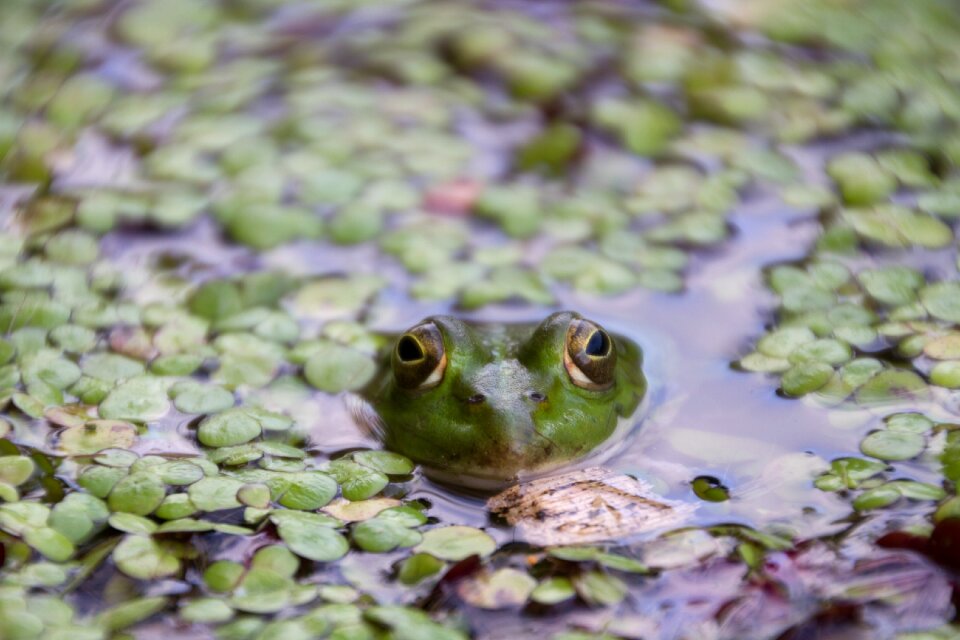 Pond water green