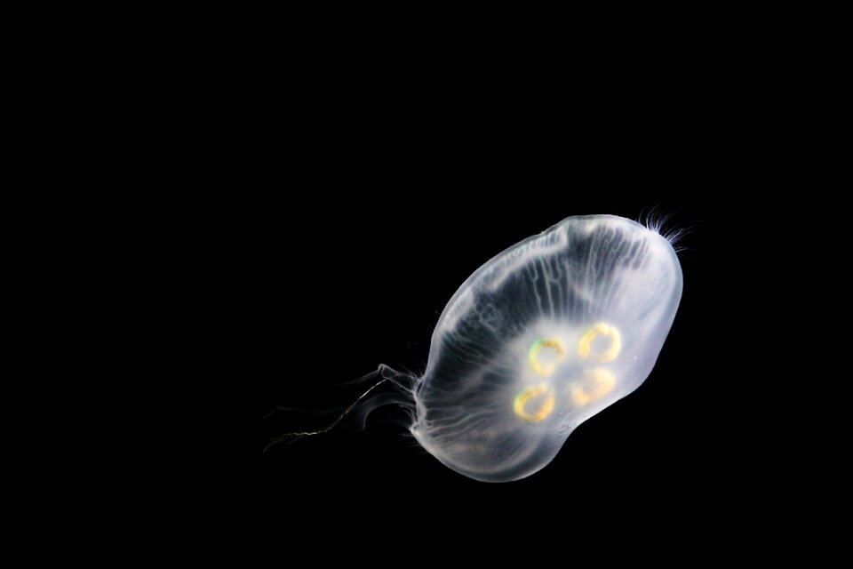 Aquatic ocean creature