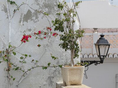 Entwine green plant lantern