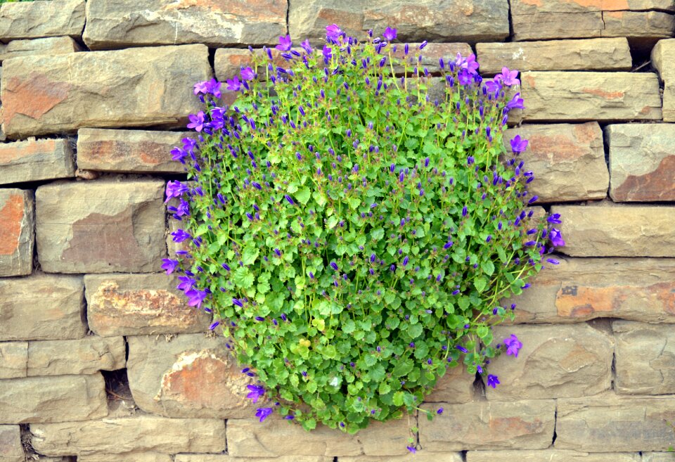 Bloom flower blue